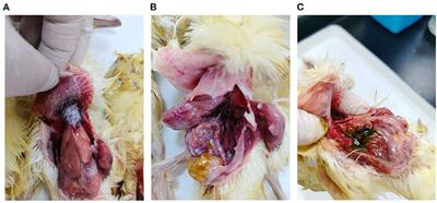 First Identification and Genetic Characterization of a Novel Duck Astrovirus in Ducklings in China